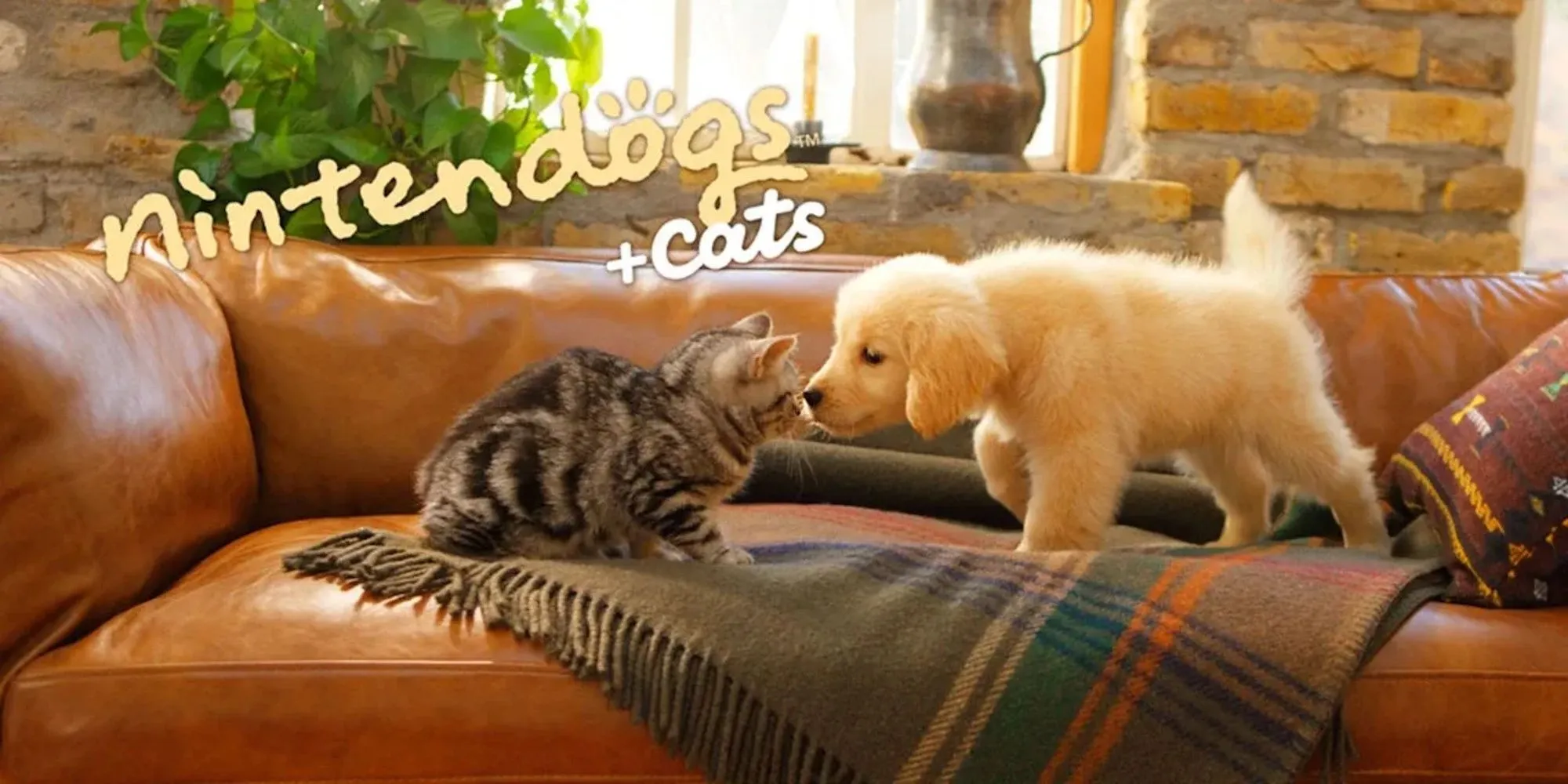 Một chú chó dễ thương trong Nintendogs + Cats đang chờ được chăm sóc