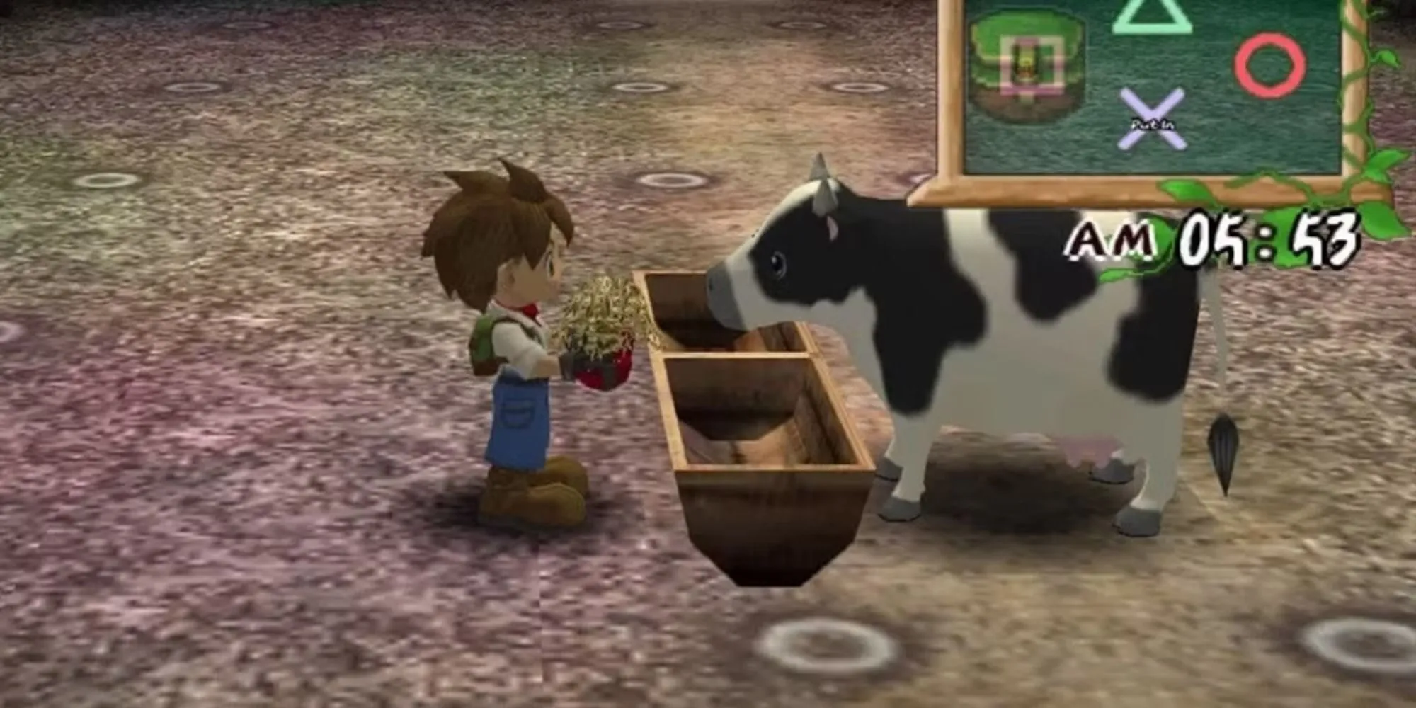 Người chơi cho bò ăn cỏ khô trong game Harvest Moon: A Wonderful Life.